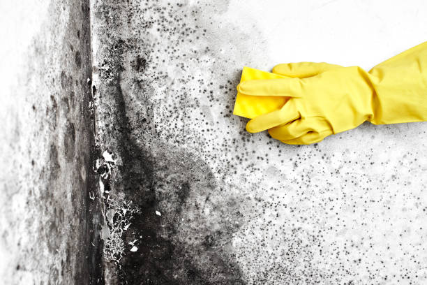 Why You Should Choose Our Mold Remediation Services in (206) 803-13630